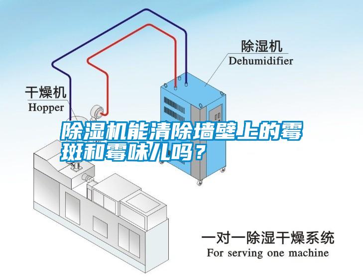 除濕機能清除墻壁上的霉斑和霉味兒嗎？